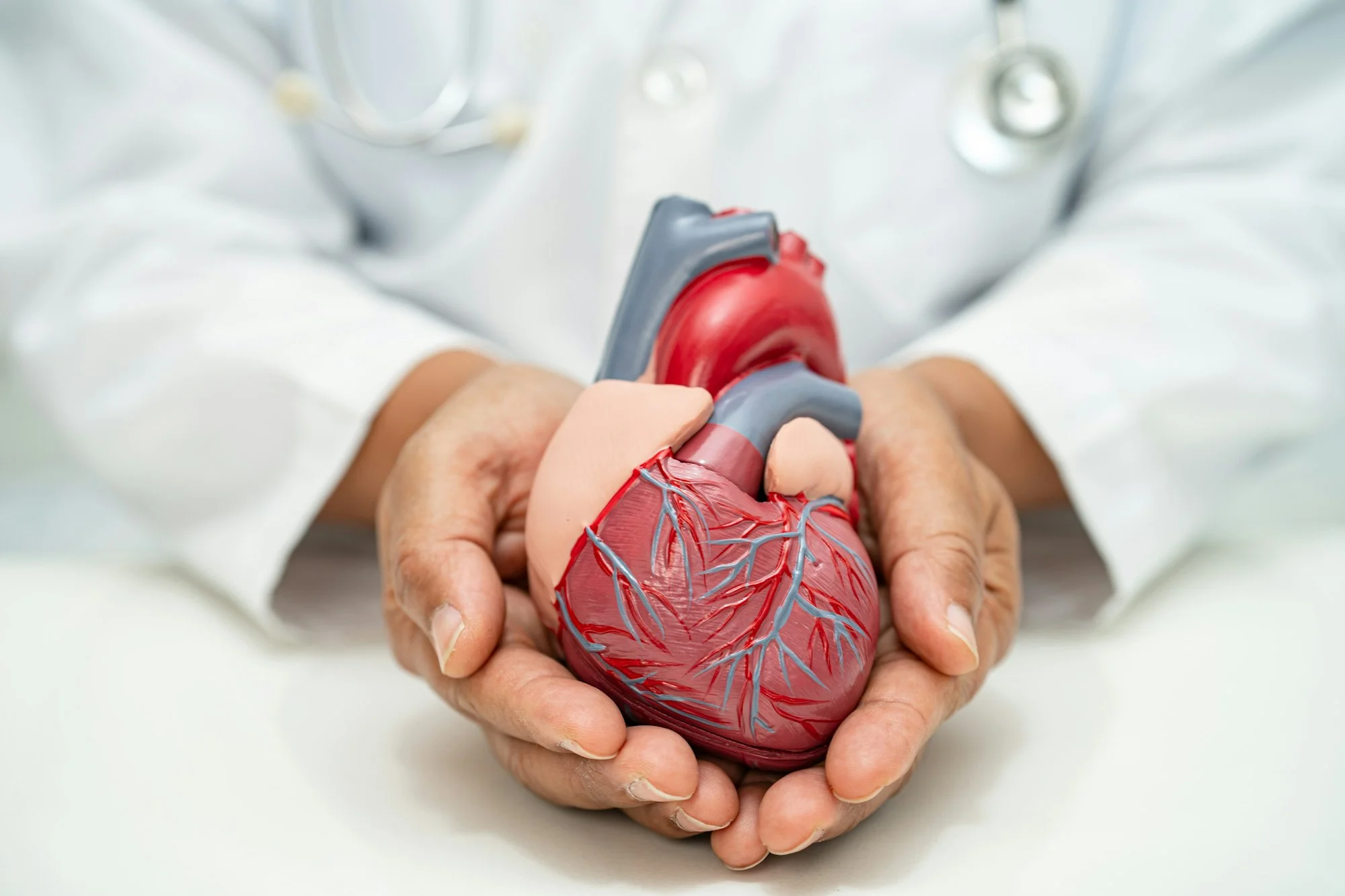 Doctor holding a detailed anatomical heart model with both hands